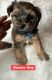 YorkiePoo Puppies for sale in Chicago Heights, Illinois. price: NA