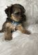YorkiePoo Puppies for sale in Chicago Heights, Illinois. price: NA