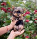 YorkiePoo Puppies for sale in Arizona City, Arizona. price: $650