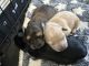 YorkiePoo Puppies for sale in Wagoner, Oklahoma. price: $600
