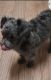 YorkiePoo Puppies for sale in Auburn, New York. price: $35,000