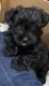 YorkiePoo Puppies for sale in Micanopy, FL 32667, USA. price: $1,000