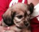 YorkiePoo Puppies for sale in Columbus, OH, USA. price: NA