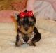 YorkiePoo Puppies for sale in Carlsbad, CA, USA. price: NA