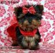 YorkiePoo Puppies for sale in Beaumont, TX, USA. price: NA