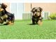 YorkiePoo Puppies for sale in Oklahoma City, OK, USA. price: NA