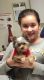 YorkiePoo Puppies for sale in Carlsbad, CA, USA. price: NA