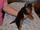 YorkiePoo Puppies for sale in Arden Hills, MN, USA. price: $300