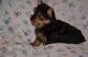 YorkiePoo Puppies for sale in Arden Hills, MN, USA. price: $200