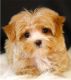 YorkiePoo Puppies for sale in San Antonio, TX, USA. price: $250