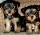 YorkiePoo Puppies for sale in Cape Coral, FL, USA. price: NA