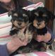 Exceptional Miniature Yorkie Puppies.!!!!