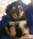 YorkiePoo Puppies for sale in Lawrenceville, GA 30044, USA. price: NA