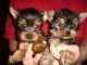 YorkiePoo Puppies for sale in N May Ave, Oklahoma City, OK, USA. price: NA