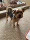 YorkiePoo Puppies for sale in Snellville, GA, USA. price: NA