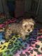 YorkiePoo Puppies for sale in Clarksville, TN 37040, USA. price: NA
