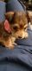 YorkiePoo Puppies for sale in San Antonio, TX, USA. price: $200