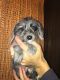 YorkiePoo Puppies for sale in Gilbert, MN, USA. price: $400