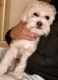 YorkiePoo Puppies for sale in Copperas Cove, TX 76522, USA. price: NA