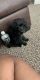 YorkiePoo Puppies for sale in Orlando, FL, USA. price: NA