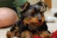 Hannah is a sweet, friendly little Yorkshire Terrier puppy