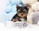Beautiful little female Yorkie she is charting to be 3 to 3 1/2 pounds