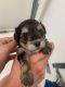 YorkiePoo Puppies for sale in San Diego, CA, USA. price: NA