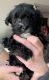 YorkiePoo Puppies for sale in Mountain Iron, MN, USA. price: $2,200