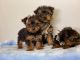 YorkiePoo Puppies for sale in Merrillville, IN, USA. price: $600