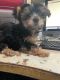 YorkiePoo Puppies for sale in Inglewood, CA, USA. price: NA