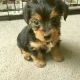 YorkiePoo Puppies for sale in New York, NY, USA. price: $500