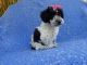 YorkiePoo Puppies for sale in Hacienda Heights, CA, USA. price: NA