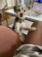 YorkiePoo Puppies for sale in New York, NY, USA. price: $600