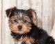 Yorkshire Terrier Puppies for sale in Indianapolis, IN, USA. price: $3,000