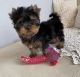 Yorkshire Terrier Puppies for sale in San Francisco, CA, USA. price: $600