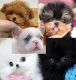 Yorkshire Terrier Puppies for sale in San Francisco, CA, USA. price: $500