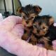 Yorkshire Terrier Puppies for sale in Jacksonville, FL, USA. price: $700