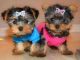 Yorkshire Terrier Puppies for sale in San Francisco, CA 94105, USA. price: $600