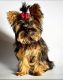 Yorkshire Terrier Puppies for sale in Modesto, CA, USA. price: $2,800