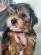 Yorkshire Terrier Puppies for sale in Amelia, OH 45102, USA. price: NA