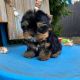 Lovely and cute Yorkie Puppies PureBred