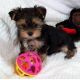Sweety Yorkie Puppies for a loving home