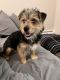 Yorkshire Terrier Puppies for sale in Denver, CO, USA. price: $800