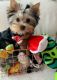 Yorkshire Terrier Puppies for sale in Flower Mound, TX, USA. price: $750