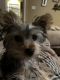 Yorkshire Terrier Puppies for sale in Knoxville, TN, USA. price: NA