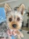 Yorkshire Terrier Puppies for sale in Katy, TX, USA. price: NA