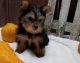 Yorkshire Terrier Puppies for sale in San Francisco, CA, USA. price: $700