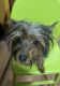 Yorkshire Terrier Puppies for sale in Baltimore, MD, USA. price: $1,900