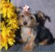 T-cup Yorkie for sale!