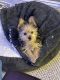 Full breed yorkie need a loving home